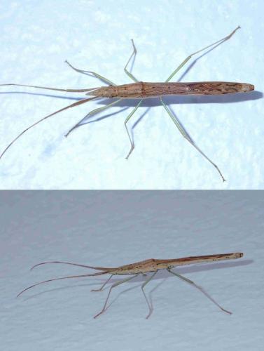 Leptocorisa sp.